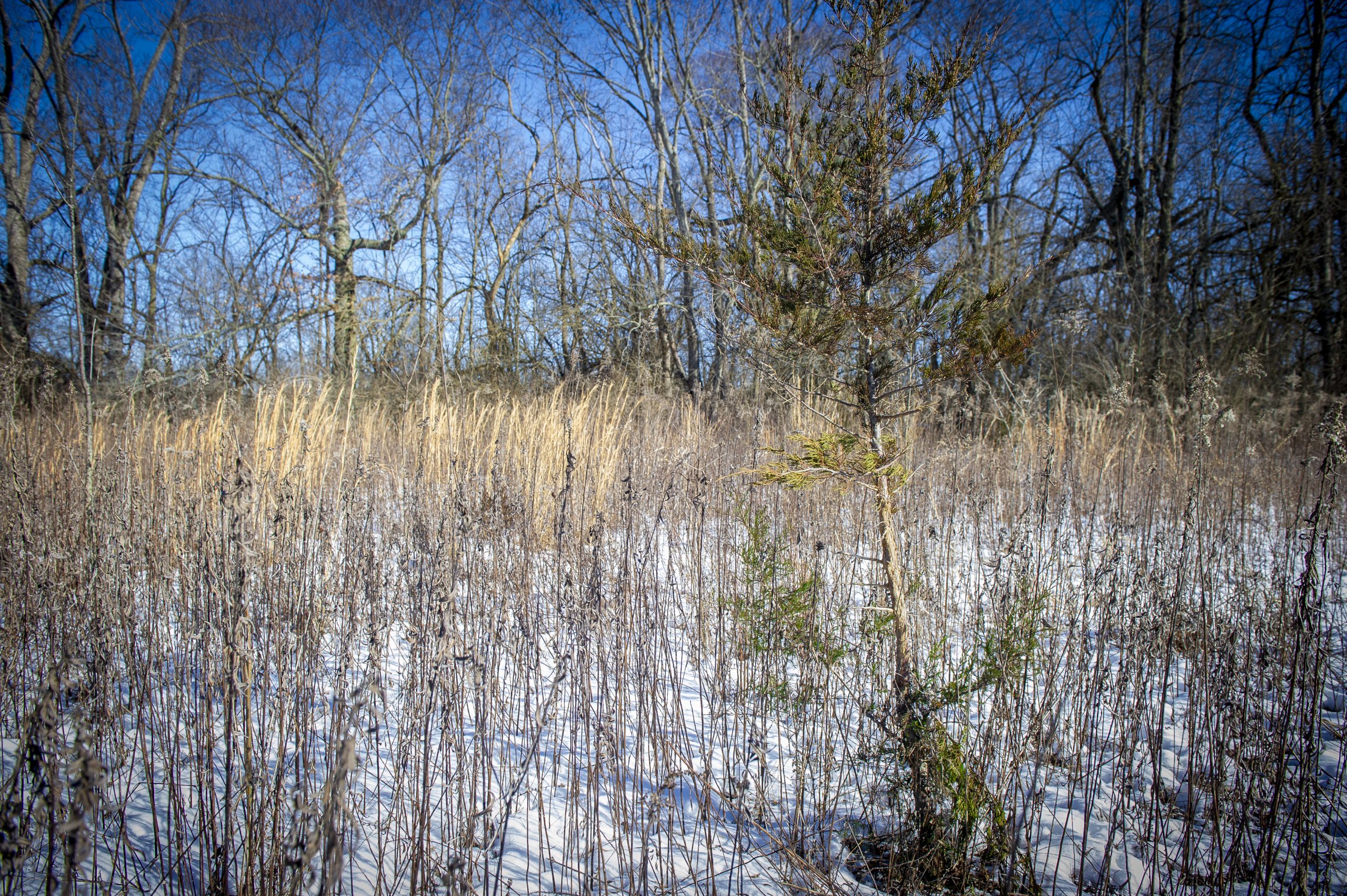 Eastern Red Cedar (Juniperus virginiana)